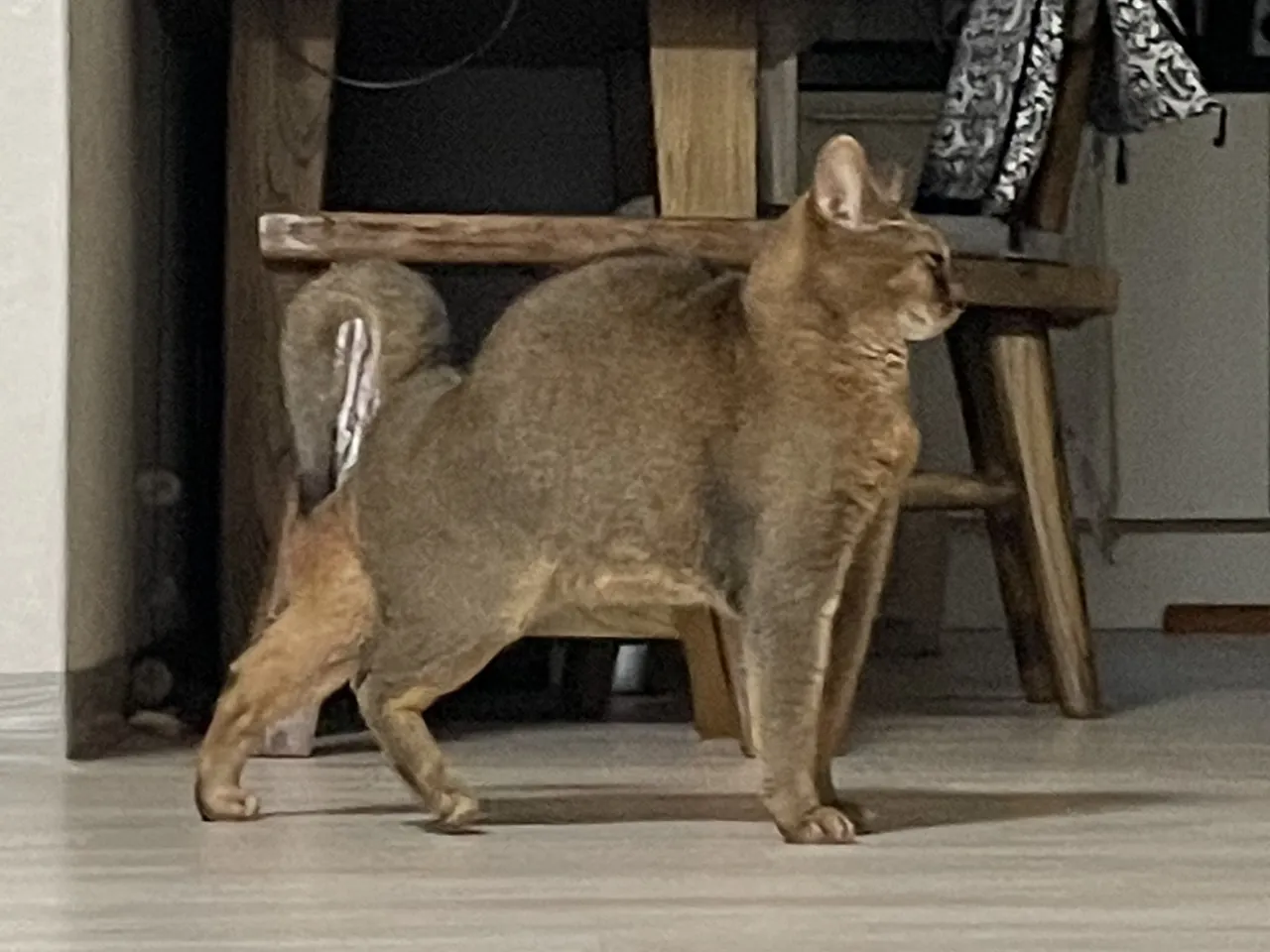 김아로
