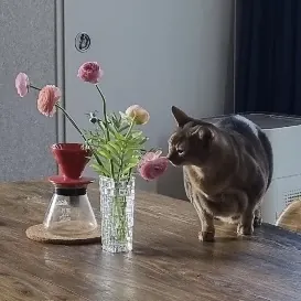 김아로