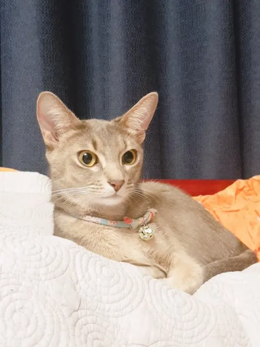 김나로