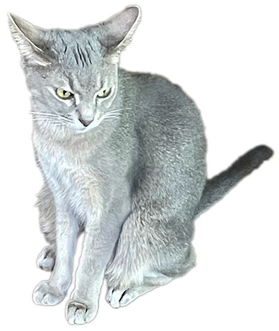 naro the cat